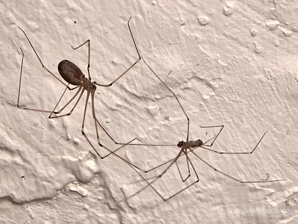 Große Zitterspinne (Pholcus phalangioides)