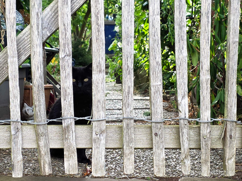 schwarze Katze hinter Gartenzaun