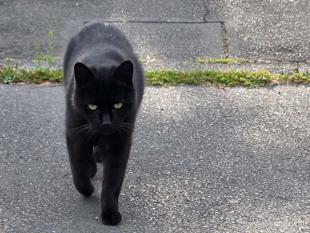 schwarze Katze hinter Gartenzaun