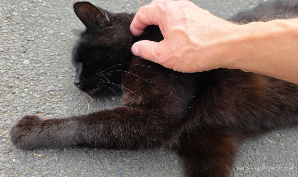 schwarze Katze sitzt auf Zaunpfahl