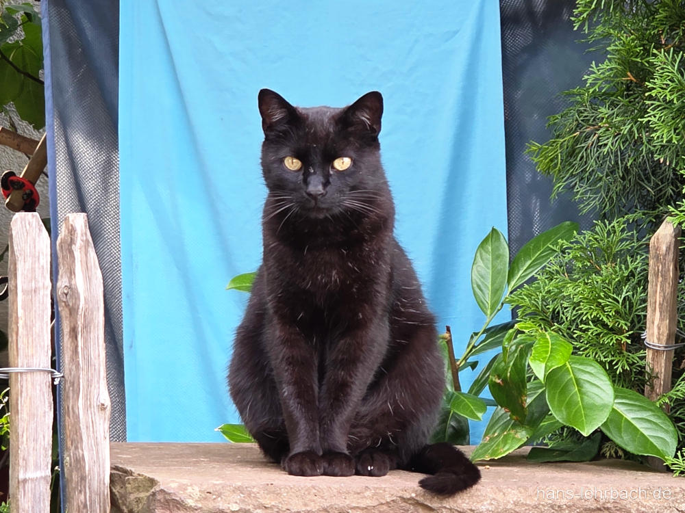 schwarze Katze auf dem Rückem liegend