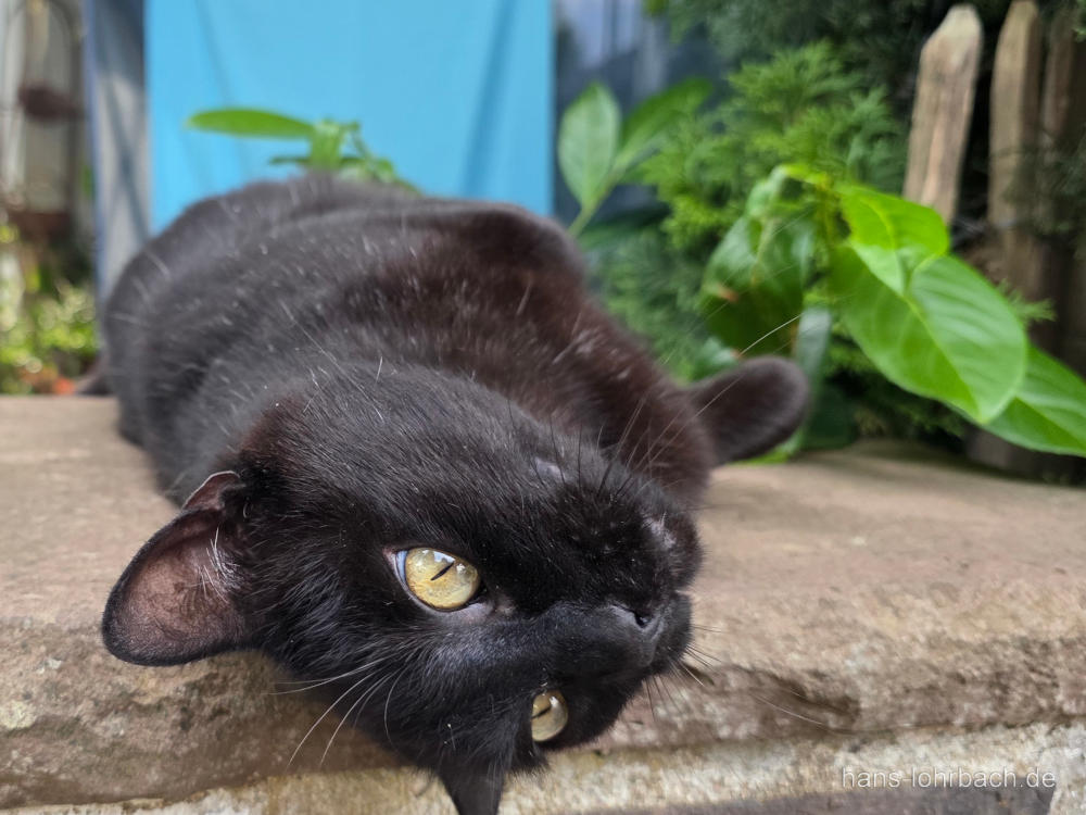 schwarze Katze liegend