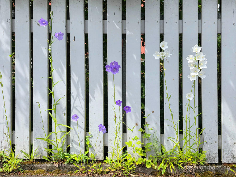Glockenblumen vor weißem Zaun