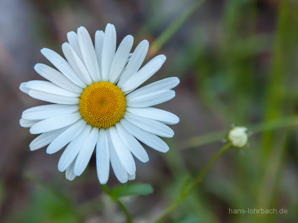 Gänseblümchen