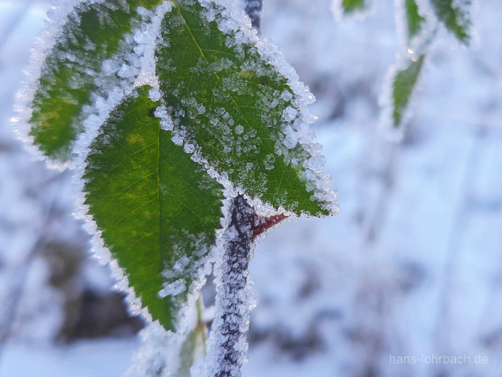 Frost an grünen Blättern