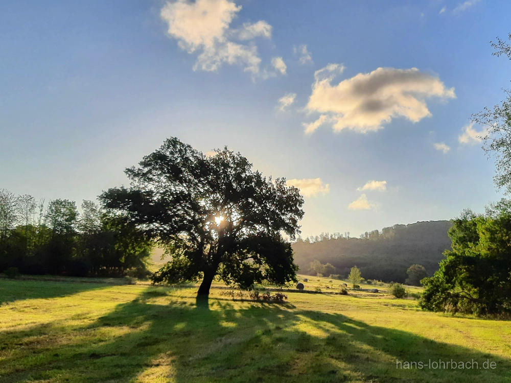 Baum im Sonnenaufgang