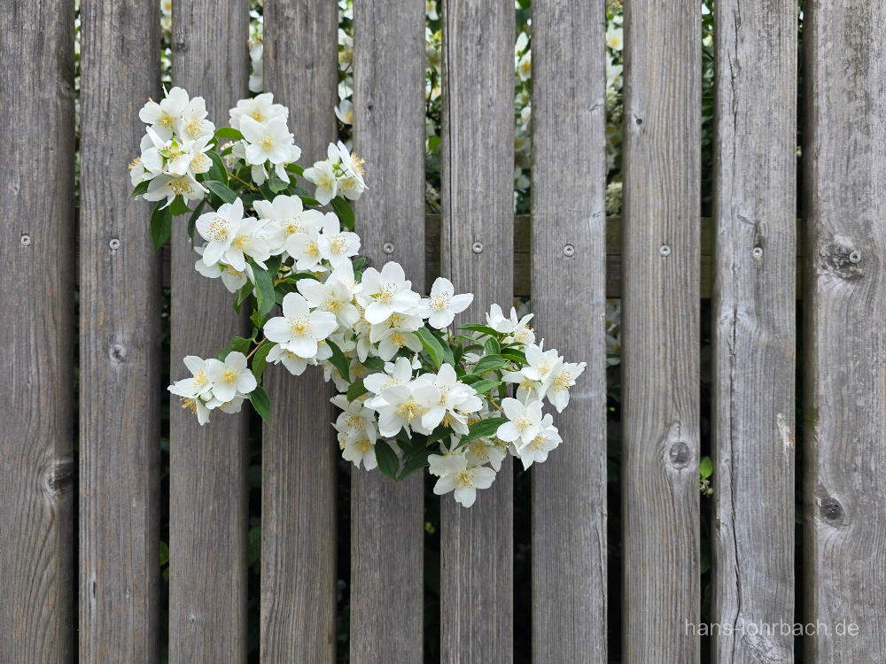 Bauernjasmin