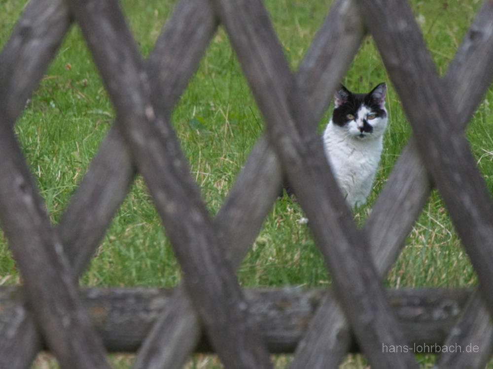 Katze auf Wiese hinter Zaun