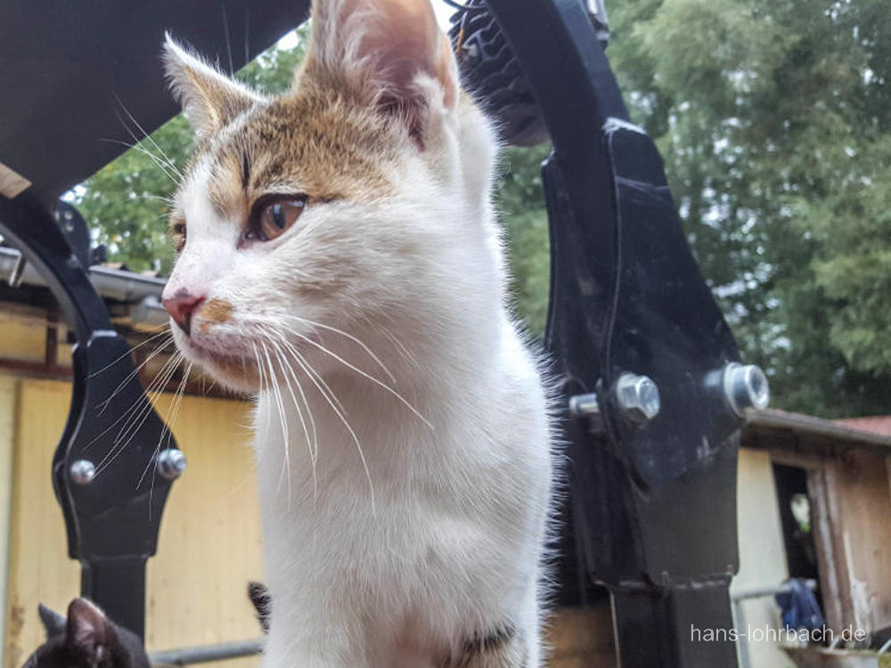 Kleine Katze