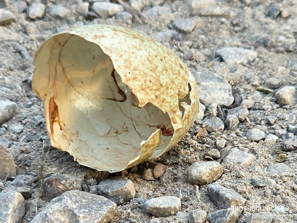 Eierschale