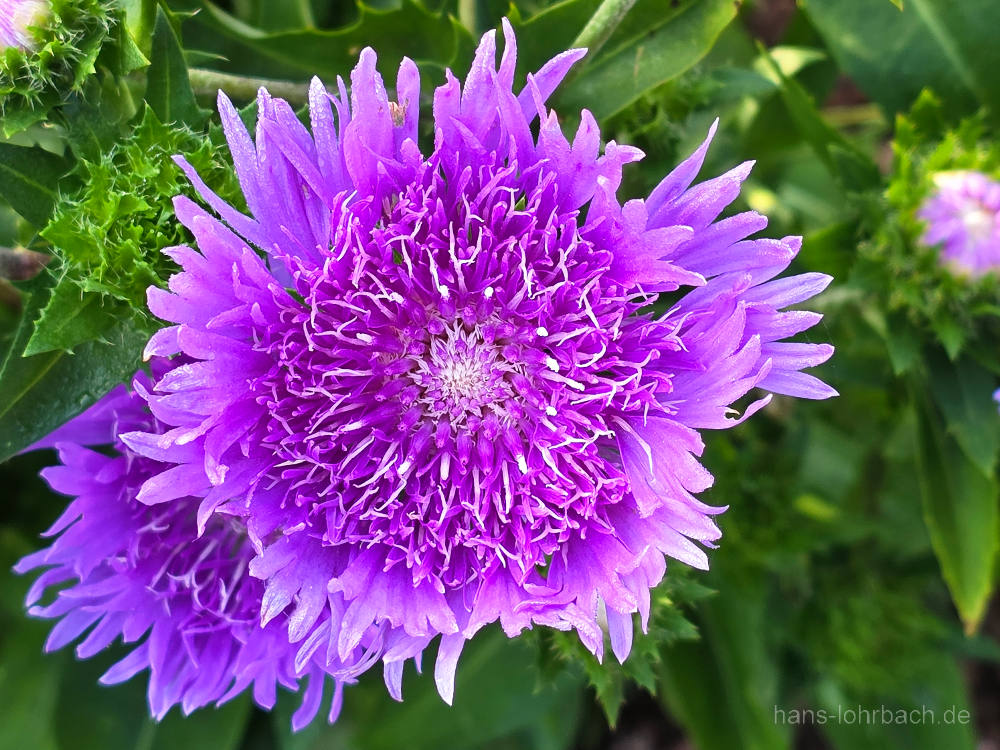 Kornblumenaster
