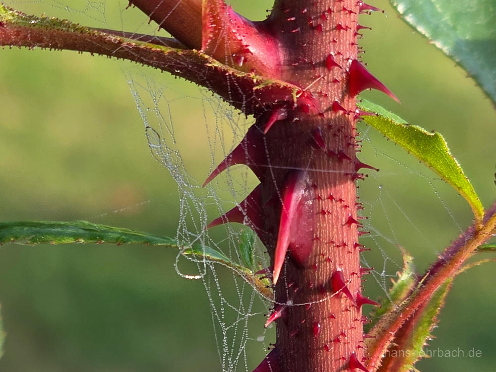 Rosenstengel mit Spinnweben
