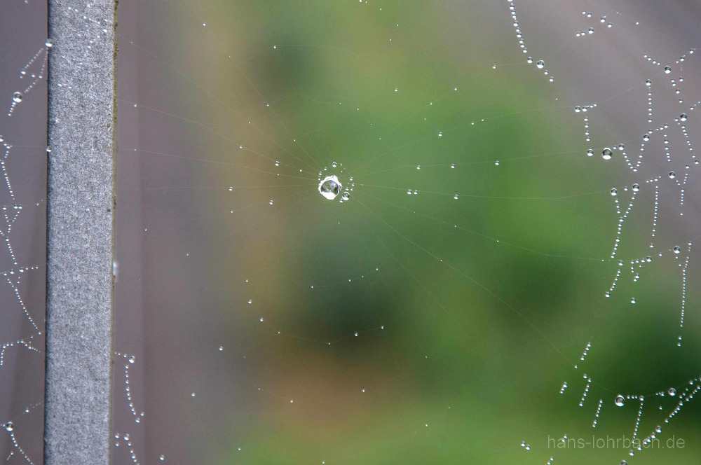 Tropfen im Spinnennetz