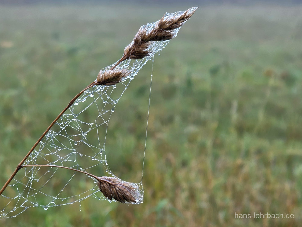 Tautropfen im Spinnennetz