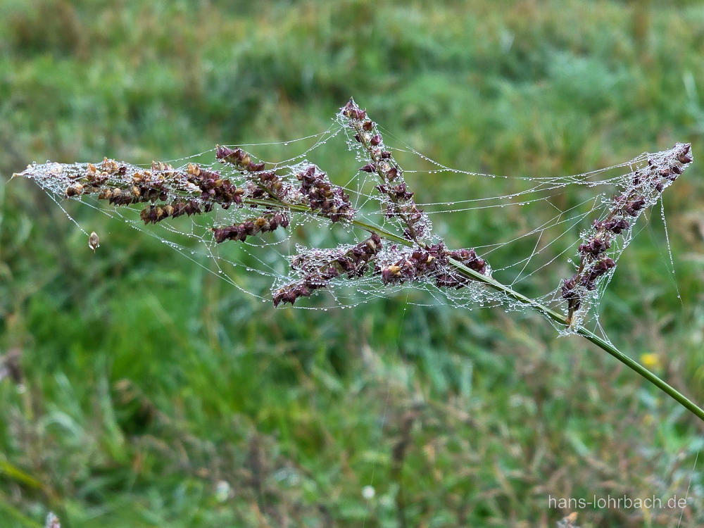 Tautropfen im Spinnennetz