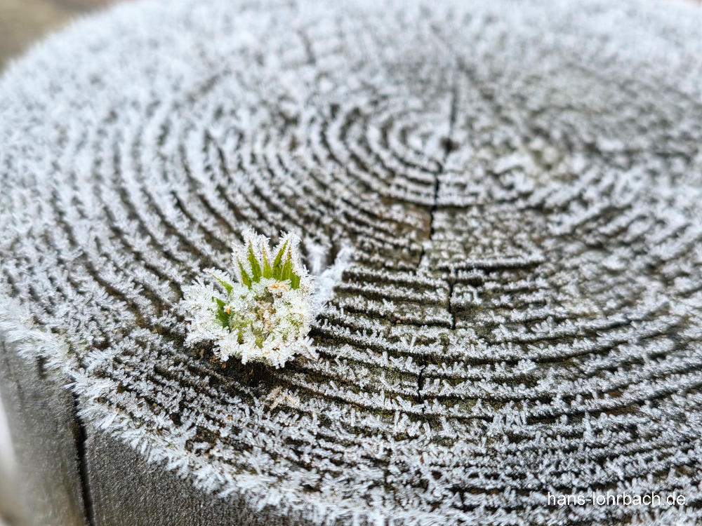 Frost an einem Zaunpfahl
