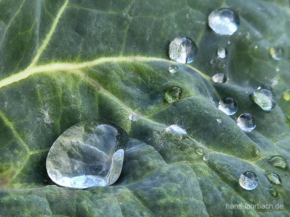 Wassertropfen auf Blatt