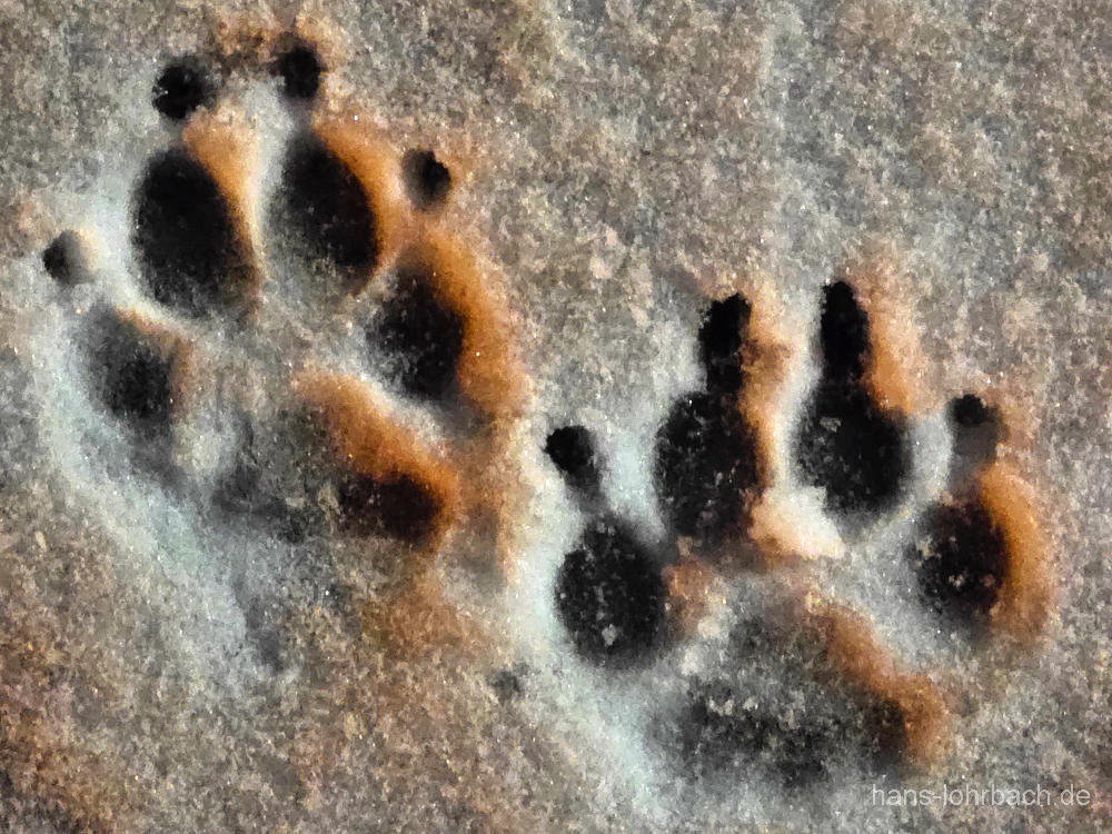 Pfotenabrücke im Schnee am Morgen
