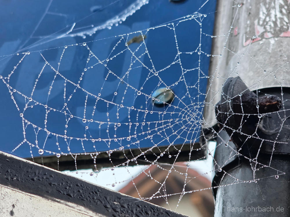Tropfen im Spinnennetz