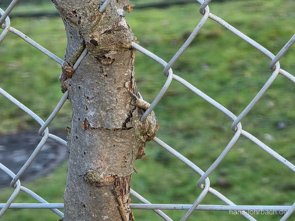 In Zaun eingewachsener Ast