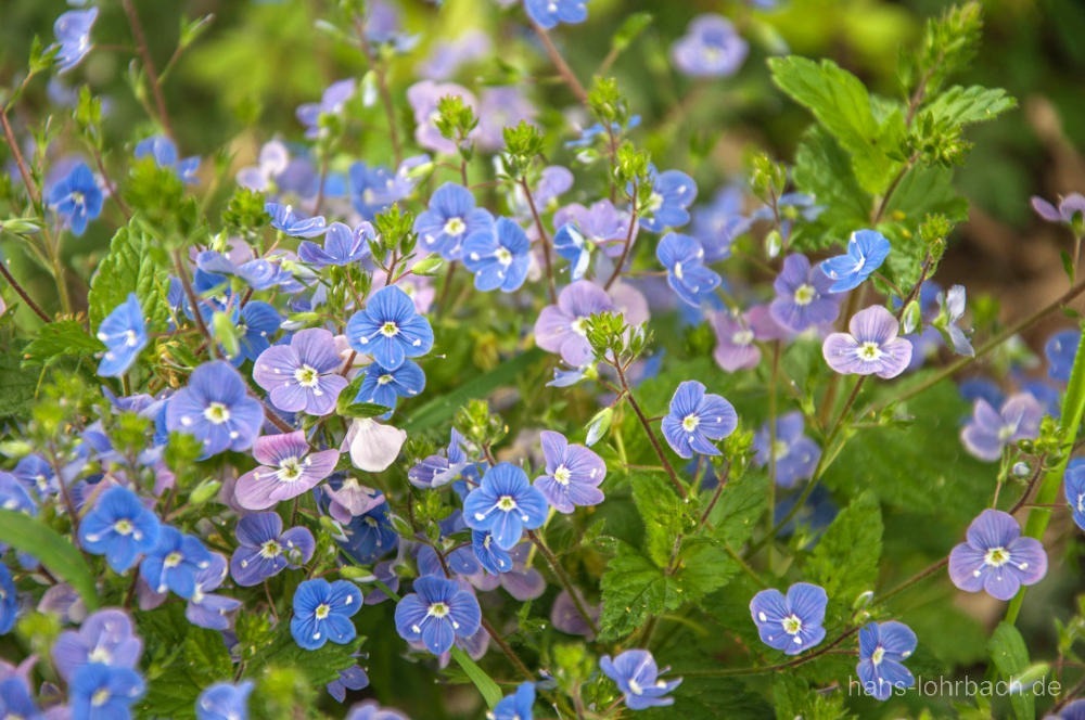 Gamander-Ehrenpreis (Veronica chamaedrys)