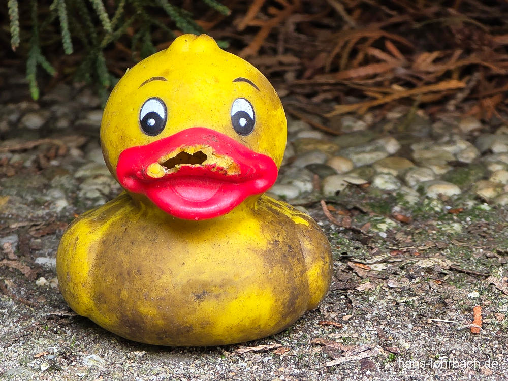 Beschädigte Badeente im Garten