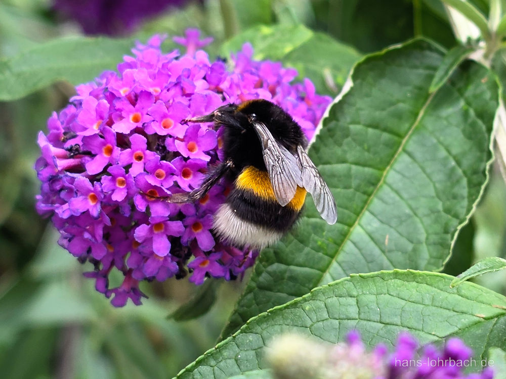 Hummel an Sommerflieder