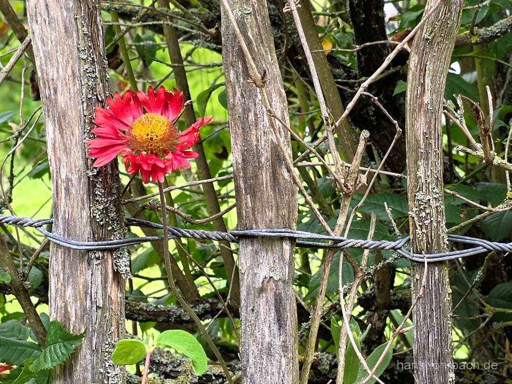 Kokardenblume
