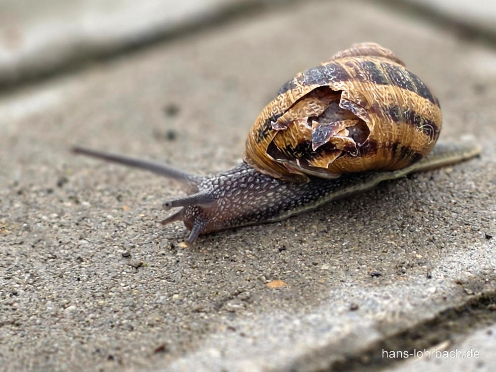 Gefleckte Weinbergschnecke