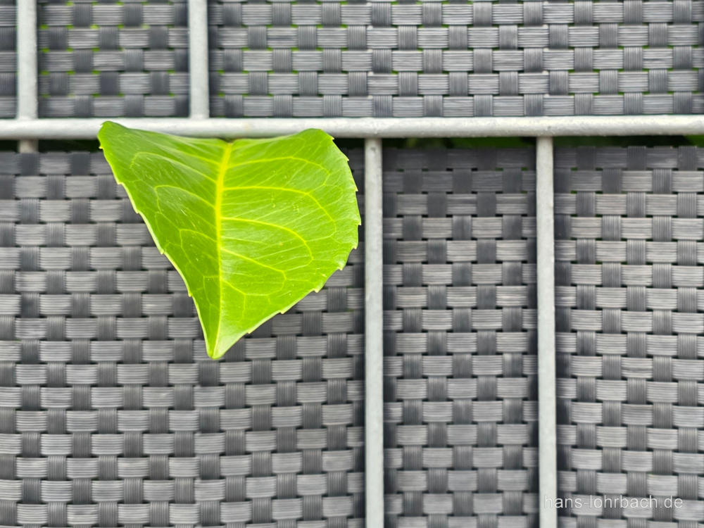 Grünes Blatt im Plastikzaun