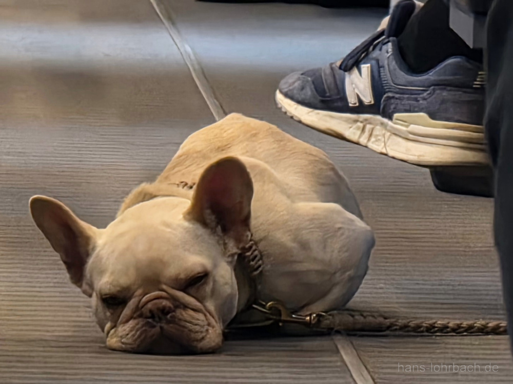 Französische Bulldogge