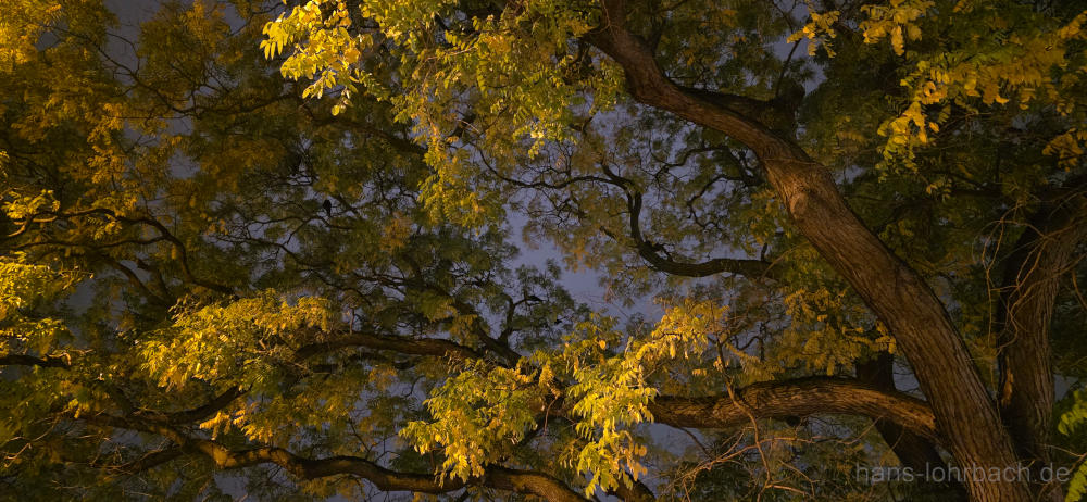 Abendbeleuchtung in einem Baum