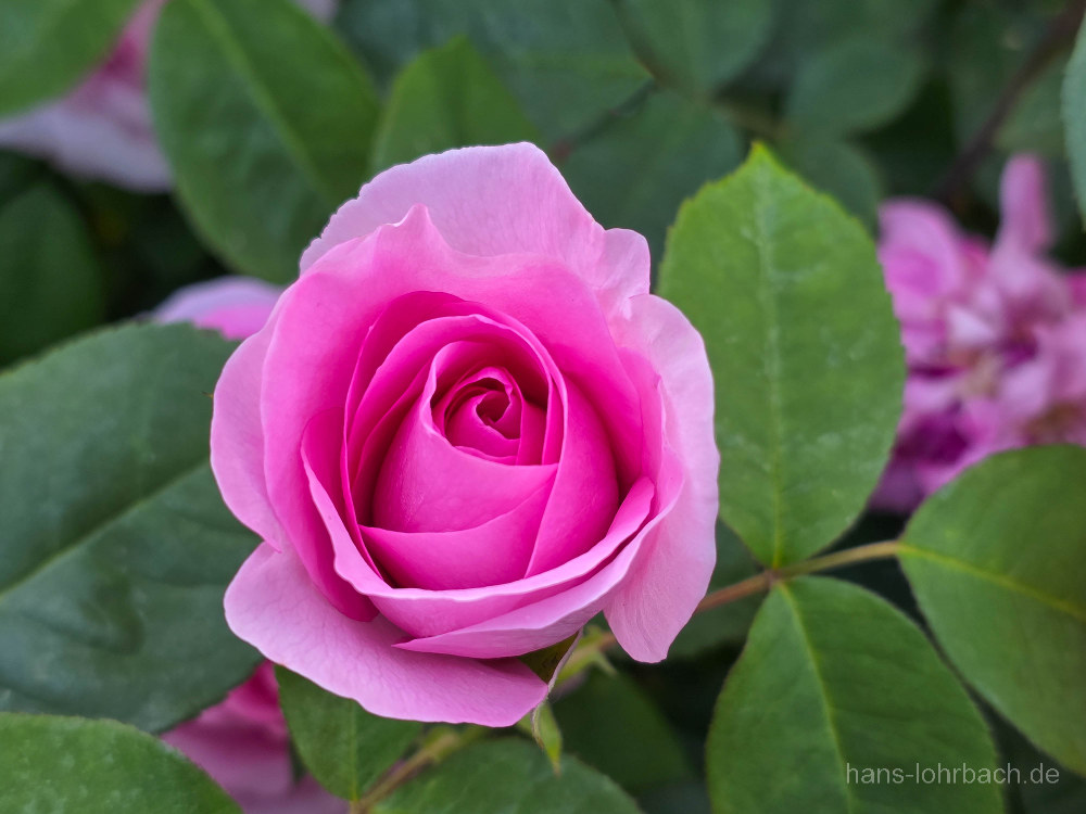 Rosa Rose