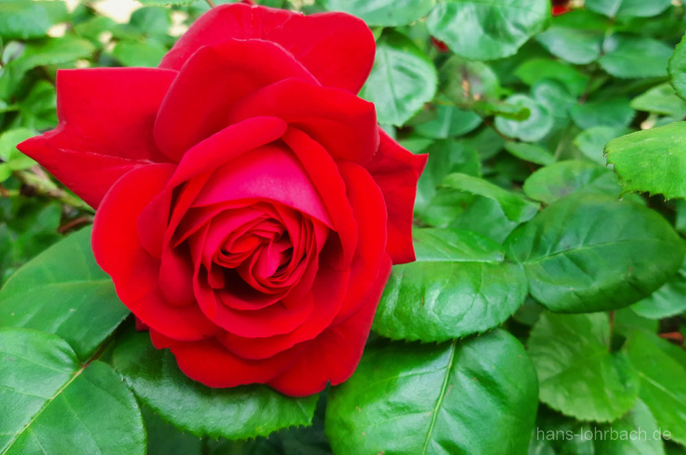 Rote Rose