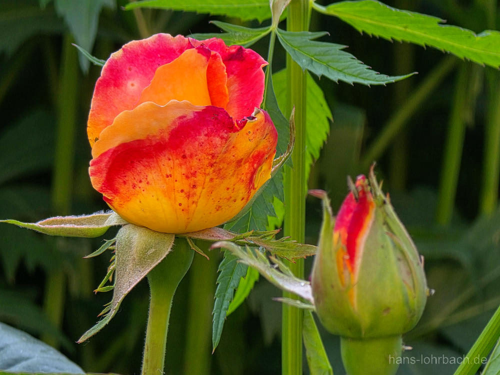 Rose rot orange
