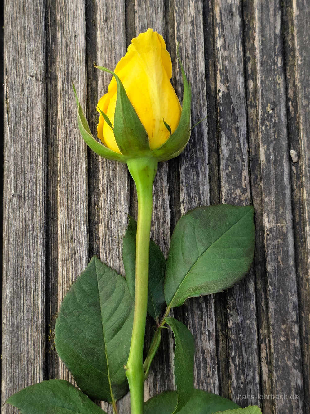 Gelbe Rose