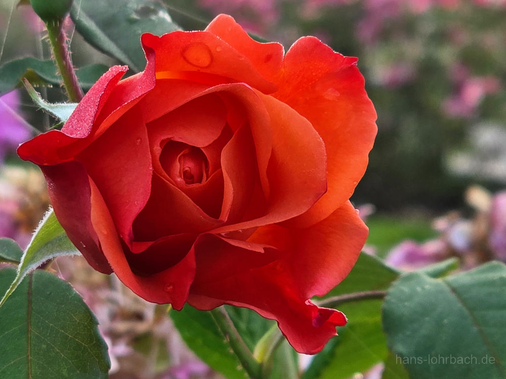 Rote Rose