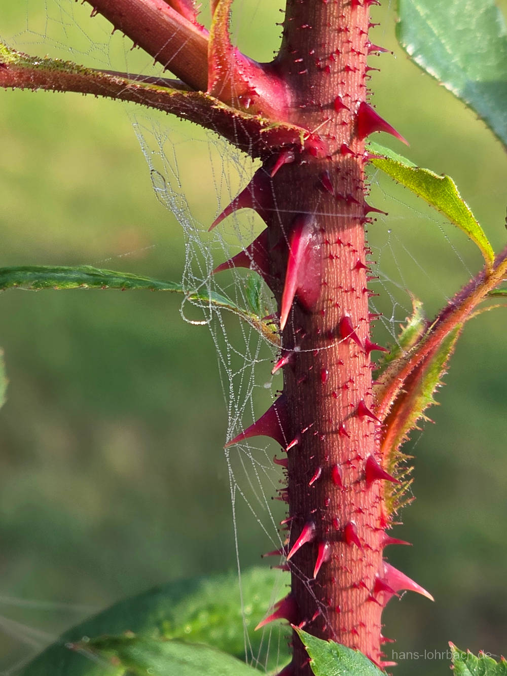 Spinnfaden an Rose