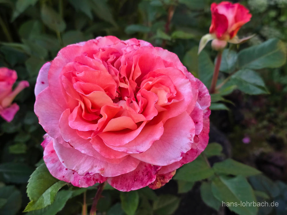 Rote Rose